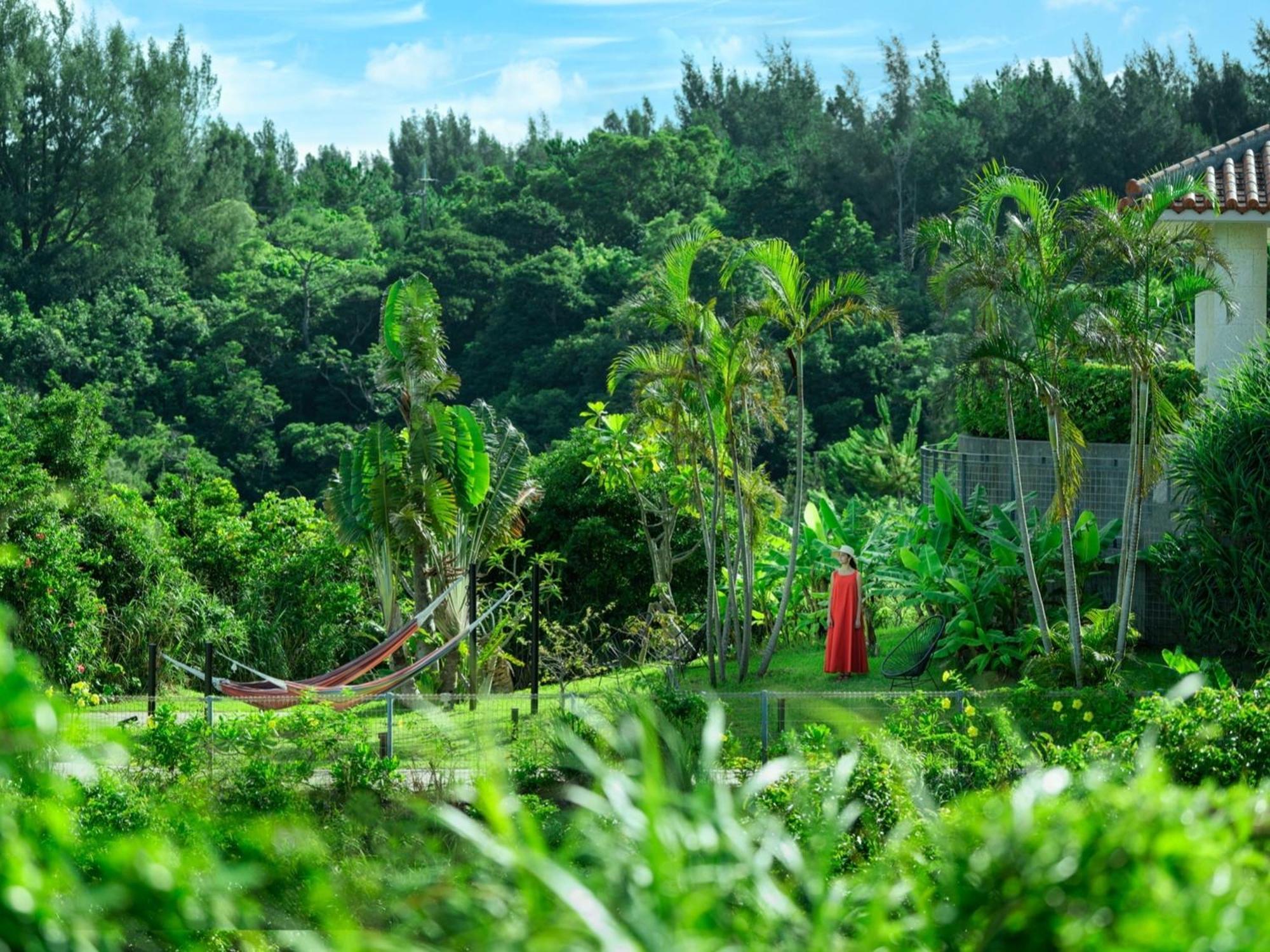 منتجع وسبا أوكيناوا ماريوت ناغُ المظهر الخارجي الصورة A view of the forest from the house